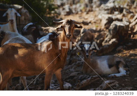 Brown Goat Standing Amidst Rocky Terrain With Other Goats Relaxing 128324039