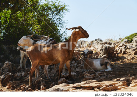 Goats Resting and Grazing in a Rocky Natural Habitat with Abundant Vegetation 128324040