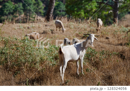 White Goat Standing in a Meadow With a Woodland Background 128324056