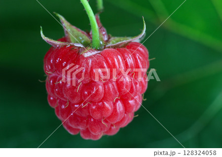 ripe red raspberry on a branch 128324058