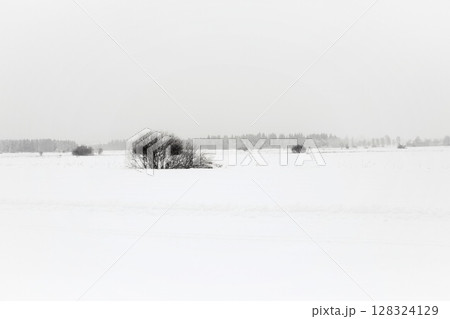 Snowy field with a lone tree in the foreground Snowy field with a lone tree in the foreground 128324129