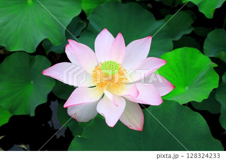 ハスの花 128324233