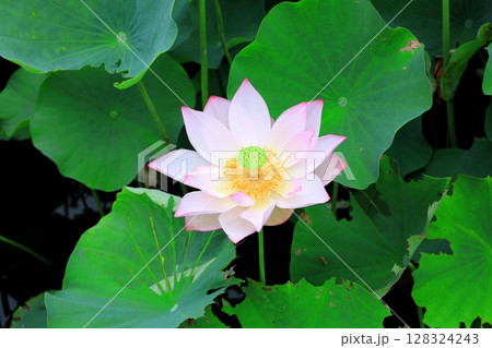 ハスの花/栃木県栃木市 つがの里 ハスの花/栃木県栃木市 つがの里 128324243