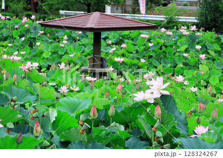 ハスの花/栃木県栃木市 つがの里 ハスの花/栃木県栃木市 つがの里 128324267