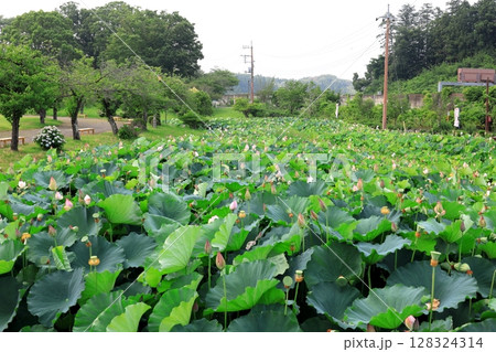 ハスの花／栃木県栃木市 つがの里 128324314
