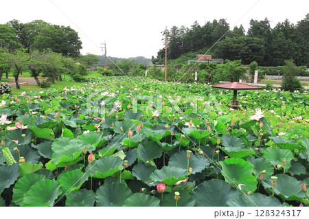 ハスの花／栃木県栃木市 つがの里 128324317