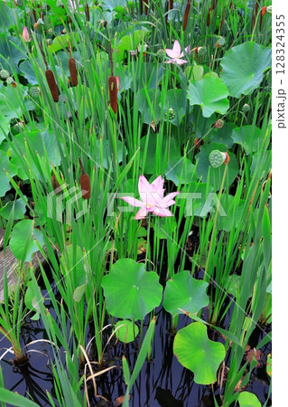 ハスの花／栃木県栃木市 つがの里 128324355