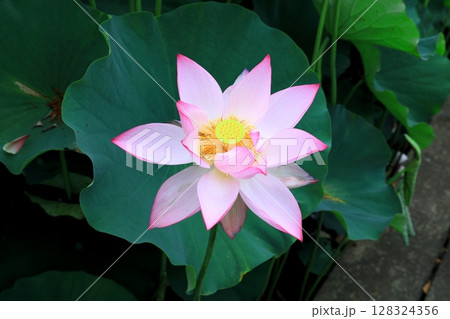 ハスの花 128324356