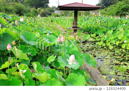 ハスの花／栃木県栃木市 つがの里 128324400