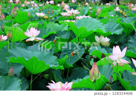 ハスの花／栃木県栃木市 つがの里 128324406