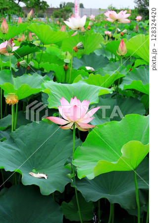 ハスの花／栃木県栃木市 つがの里 128324420