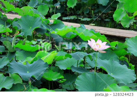 ハスの花／栃木県栃木市 つがの里 128324423