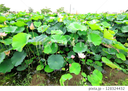ハスの花／栃木県栃木市 つがの里 128324432