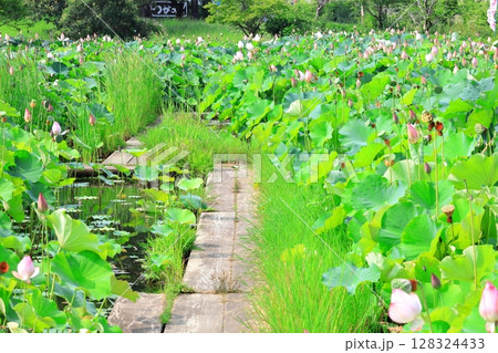 ハスの花/栃木県栃木市 つがの里 ハスの花/栃木県栃木市 つがの里 128324433