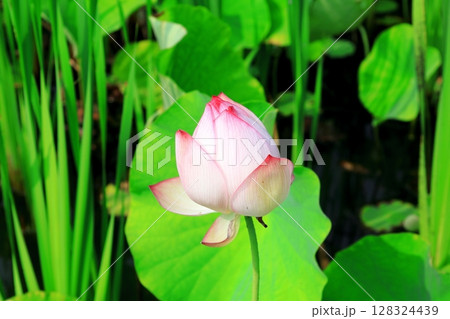 ハスの花／栃木県栃木市 つがの里 128324439