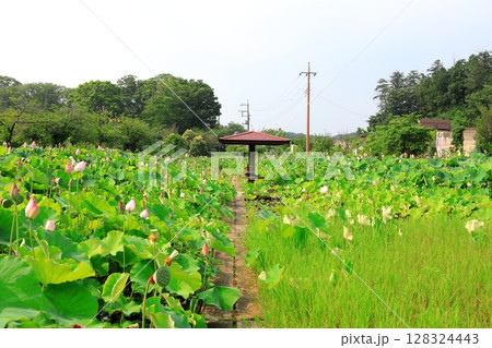 ハスの花/栃木県栃木市 つがの里 ハスの花/栃木県栃木市 つがの里 128324443