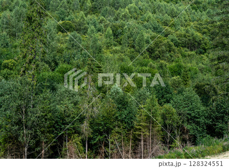 Green forest trees. Nature background Green forest trees. Nature background 128324551