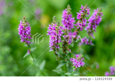 Flower Bud Lythrum salicaria plant 128324589