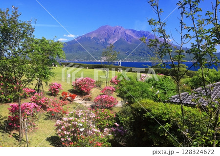 【鹿児島県】晴天の「名勝 仙巌園」から見た桜島 【鹿児島県】晴天の「名勝 仙巌園」から見た桜島 128324672