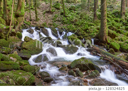 Misty Allerheiligen Waterfalls in Black Forest National Park, Germany. Scenic forest waterfall Allerheiligen Waterfalls in National Park SCHWARZWALD, Germany. Long exposure shot of a cascading Misty Allerheiligen Waterfalls in Black Forest National Park, Germany. Scenic forest waterfall Allerheiligen Waterfalls in National Park SCHWARZWALD, Germany. Long exposure shot of a cascading 128324825