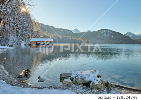 Elegant White Swans Swimming Gracefully on Partially Frozen Lake Surface Surrounded by Winter Landscape with Sunlight Reflecting off Calm Water Creating Romantic Wildlife Scene 128324848