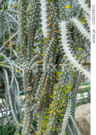 Alluaudia flower plant. Thorns and spines on the branches. Alluaudia flower plant. Thorns and spines on the branches. 128324912