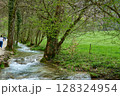 Serene Forest Stream with Moss-Covered Rocks and Ivy-Covered Trees in Early Spring 128324954