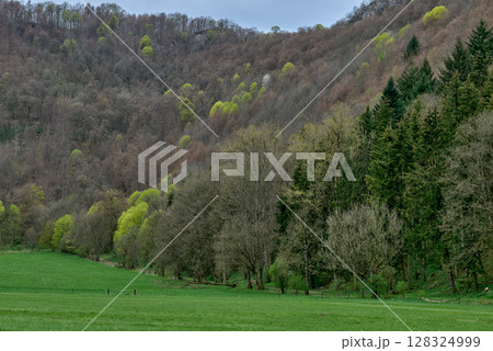 Lush Spring Hillside With Dense Forest Transitioning From Bare Deciduous Trees To Vibrant Green Conifers. 128324999