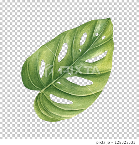 Single yellow green philodendron leaf watercolor sketch isolated background. Hand painted tropical houseplant monstera illustration for botanical designs, plant decor, wedding invitation 128325333