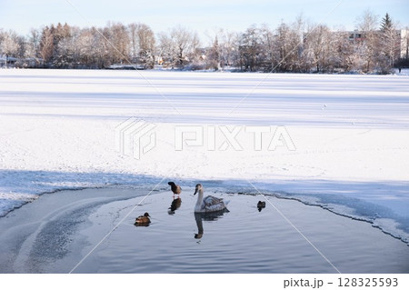A group of ducks are swimming in a pond A group of ducks are swimming in a pond 128325593