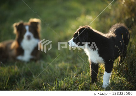 Black and white puppy is standing in the grass next to a brown and white dog 128325596