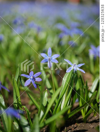Field of blue flowers with green grass 128325638