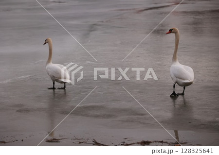Two swans are walking on a frozen lake Two swans are walking on a frozen lake 128325641
