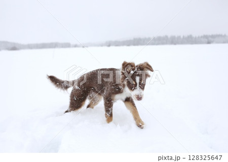 Brown dog is walking in the snow Brown dog is walking in the snow 128325647