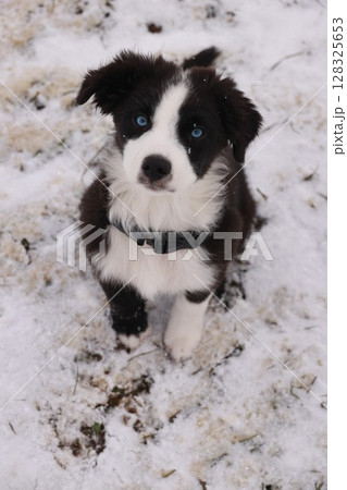 Black and white dog with blue eyes is sitting in the snow Black and white dog with blue eyes is sitting in the snow 128325653