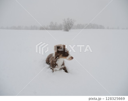 Dog is in the snow, looking up at the camera 128325669