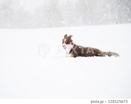 Brown and white dog is laying in the snow Brown and white dog is laying in the snow 128325673