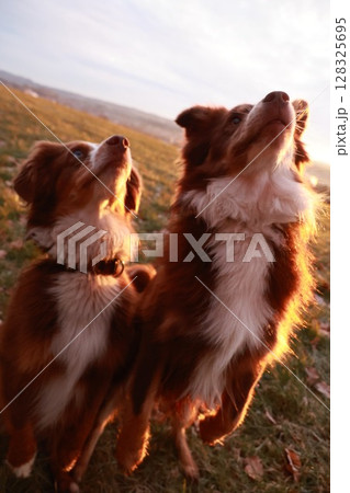 Two dogs are standing in a field, one of them looking up at the sky 128325695