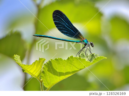 Blue damselfly perched on a leaf 128326169