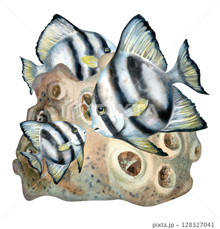 Black and white striped tropical fish hiding among beige corals on the reefs. Watercolor illustration of seascape in beige tones isolated on white background for sea design, diving, scrapbook, sticker Black and white striped tropical fish hiding among beige corals on the reefs. Watercolor illustration of seascape in beige tones isolated on white background for sea design, diving, scrapbook, sticker 128327041