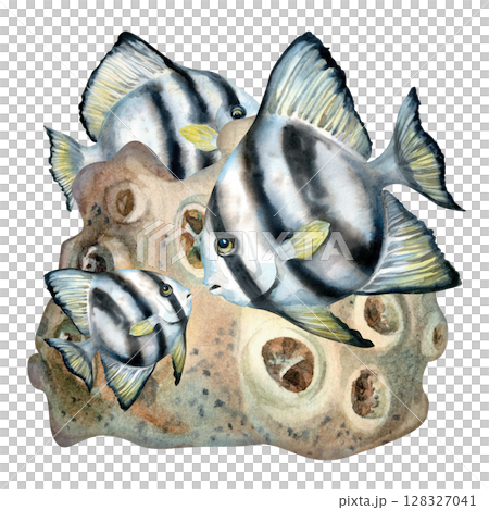 Black and white striped tropical fish hiding among beige corals on the reefs. Watercolor illustration of seascape in beige tones isolated on white background for sea design, diving, scrapbook, sticker Black and white striped tropical fish hiding among beige corals on the reefs. Watercolor illustration of seascape in beige tones isolated on white background for sea design, diving, scrapbook, sticker 128327041