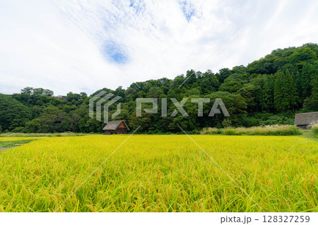 【世界遺産】稲の実った初秋の白川郷【岐阜県】 128327259