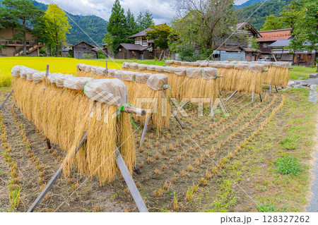 【世界遺産】稲の実った初秋の白川郷【岐阜県】 128327262