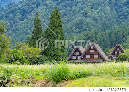【世界遺産】稲の実った初秋の白川郷【岐阜県】 128327276