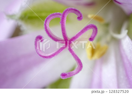 delicate  stigma 128327520