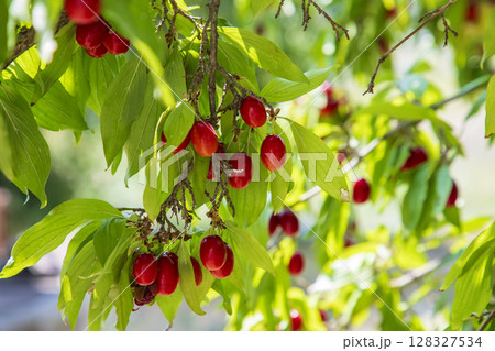Cornus mas Cornus mas 128327534