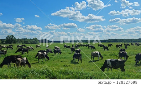 Side view from a moving car window of a green meadow with a herd of cows grazing. herd of cows along road 128327699