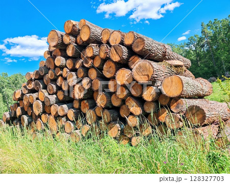 Piles logs of pine trees stacked in logging area in summer forest. Deforestation and forest destruction concept. Timber harvesting. pine tree stack Piles logs of pine trees stacked in logging area in summer forest. Deforestation and forest destruction concept. Timber harvesting. pine tree stack 128327703