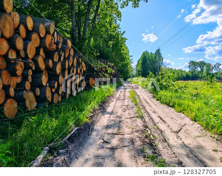 Piles logs of pine trees stacked in logging area in summer forest. Deforestation and forest destruction concept. Timber harvesting. pine tree stack 128327705