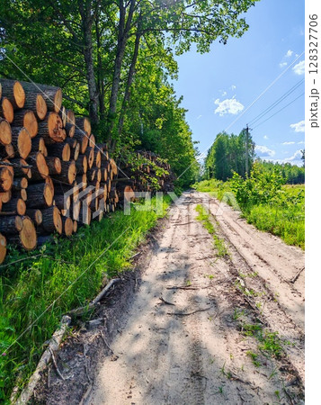 Piles logs of pine trees stacked in logging area in summer forest. Deforestation and forest destruction concept. Timber harvesting. pine tree stack 128327706